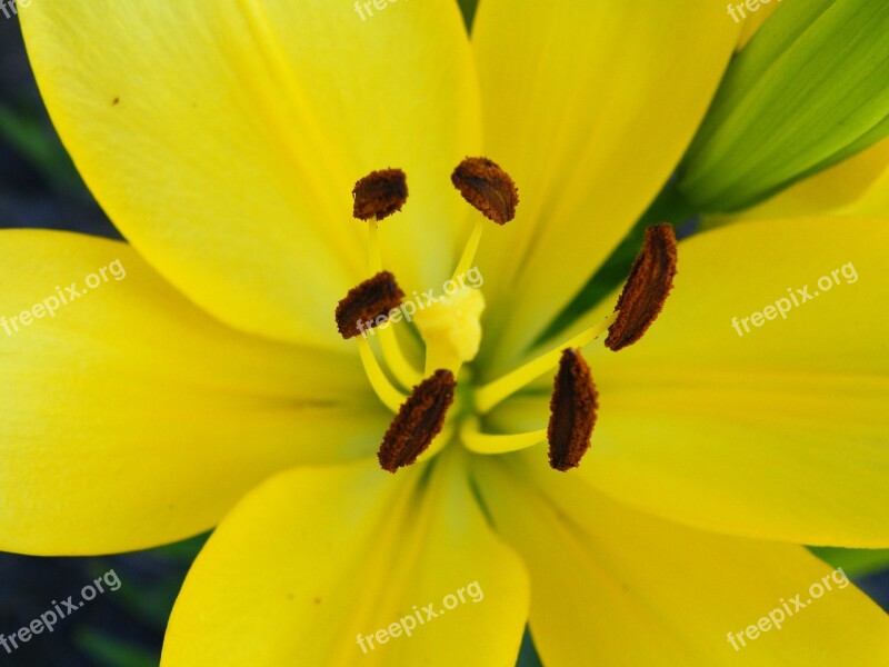 Flower Lily Asiatic Lily Yellow Brown