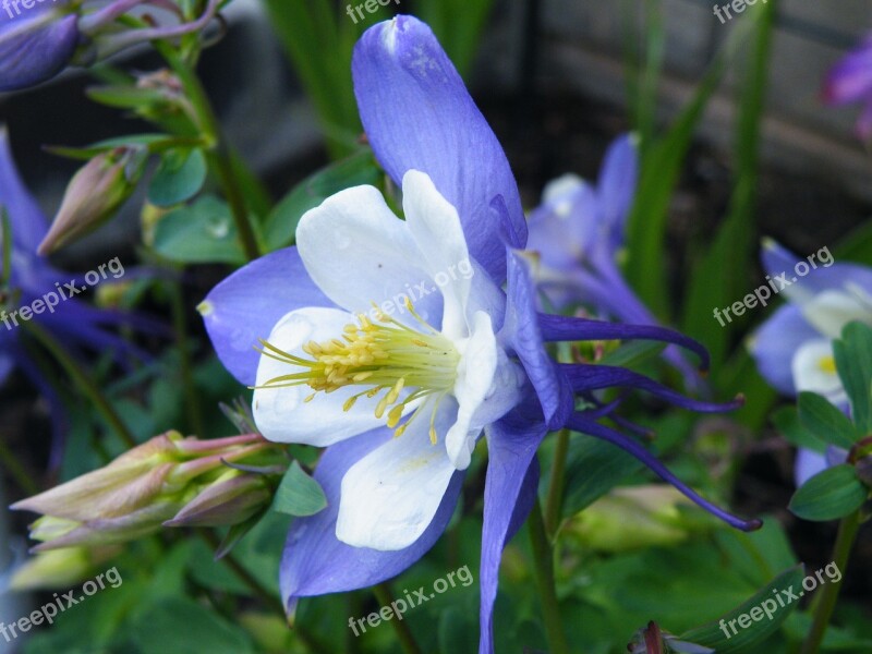 Flower Columbine Aquilegia Blue White