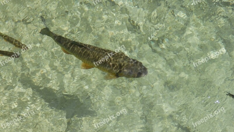 Fish Carp Lagoon Goldfish Koi