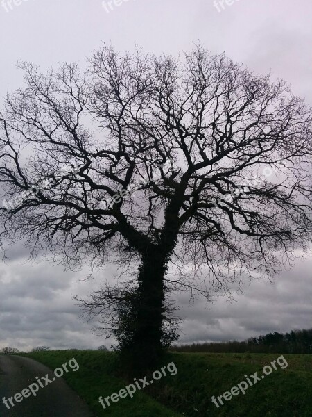 Tree Without Leaves Autumn Field Free Photos