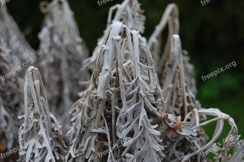 Frost Coldness Garden Outdoors The Nature Of The