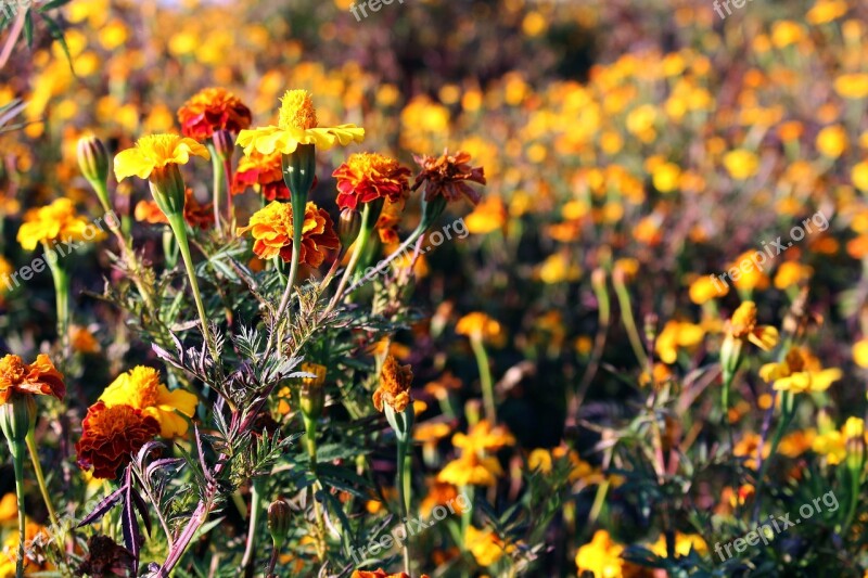 Flower Meadow Marigold Colorful Beautiful Flowers