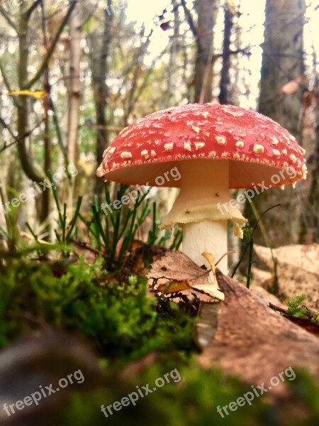 Fly Agaric Mushroom Mushroom Cultivation Forest Mushrooms Red Mushrooms