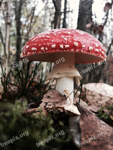 Mushroom Forest Nature Toxic Autumn