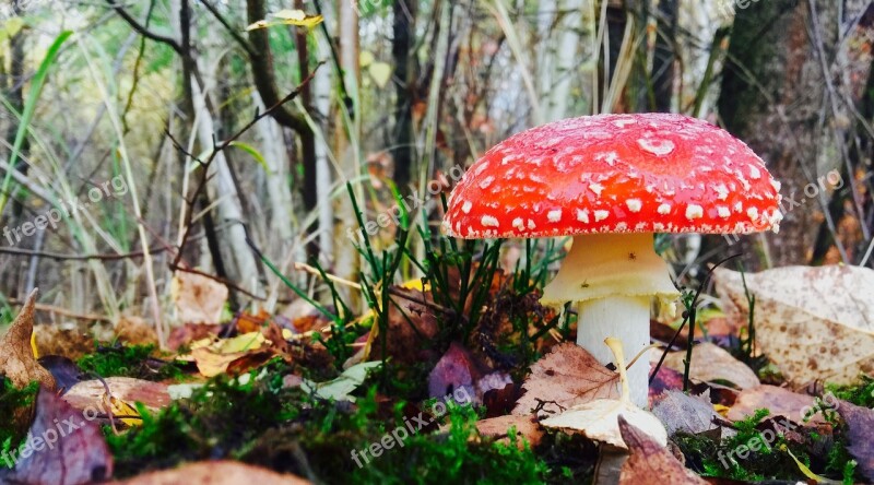 Mushroom Forest Nature Toxic Autumn