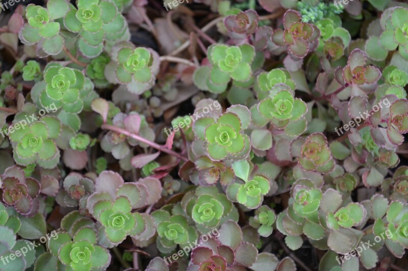 Sedum Green Garden Nature Plant