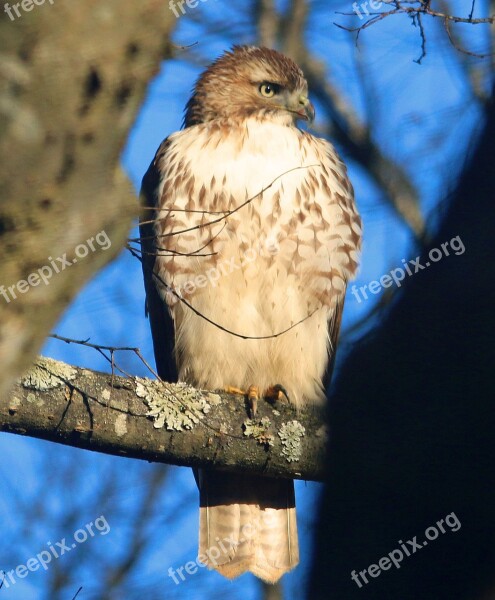 Hawk Sharp Shinned Mean Raptor Wildlife