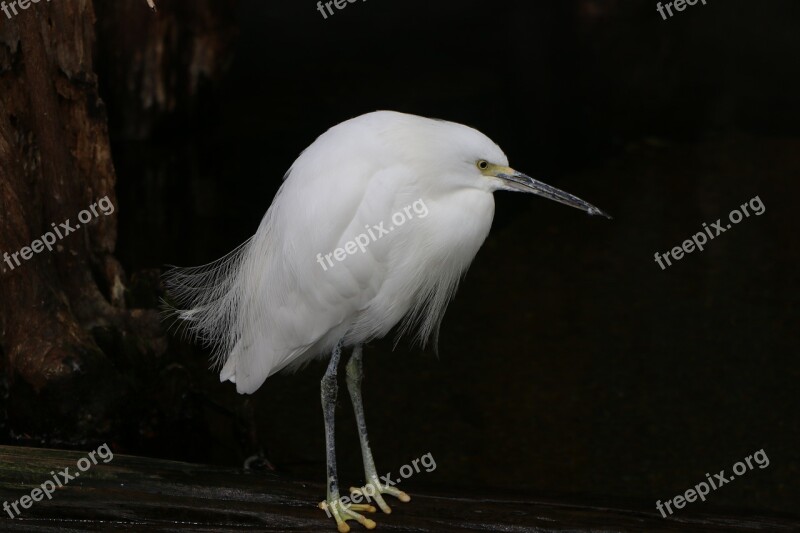 White Bird Nature Animal Snowy Egret