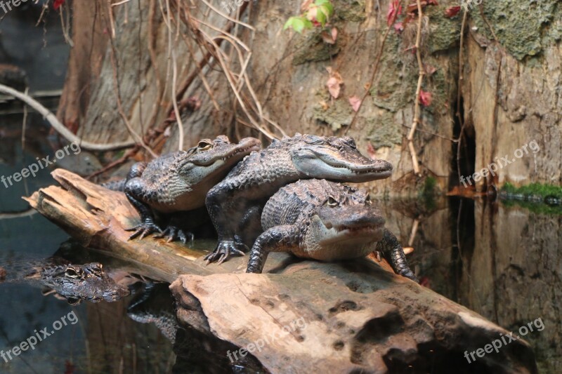 Alligator Swimming Marsh Reptile Swamp