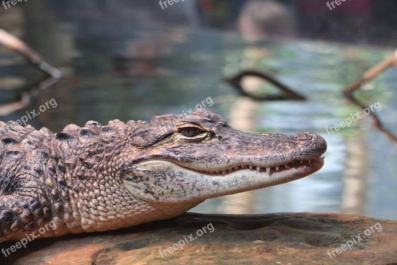 Alligator Smile Gator Animal Crocodile