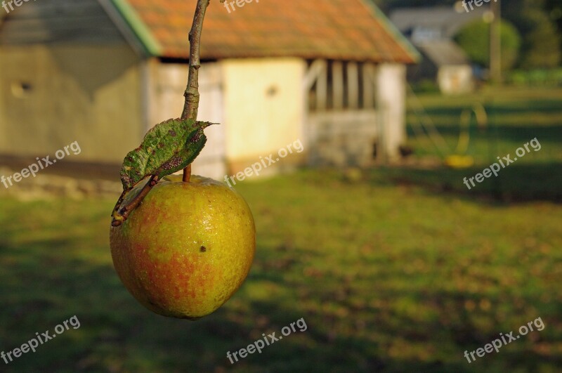 Apple Normandy Fall Hedgerow Free Photos