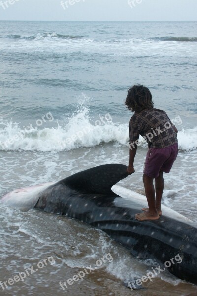 India Sea Ocean Shark Whale