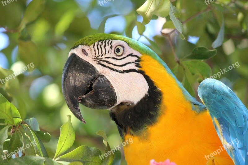 Bird Jungle Nature Ave Macaw