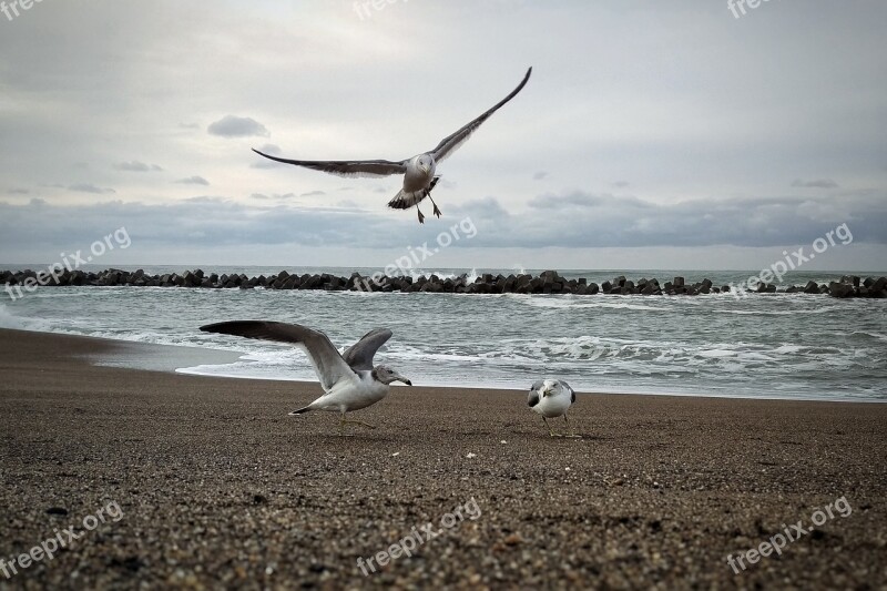 Morning Sky Sea Beach Seagull