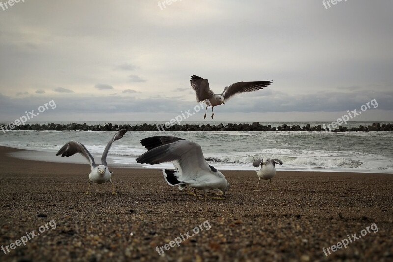 Morning Sky Sea Beach Seagull