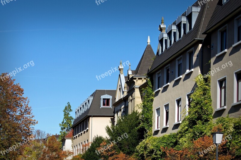 Heidelberg Weststadt Deciduous Tree Autumn Leaves