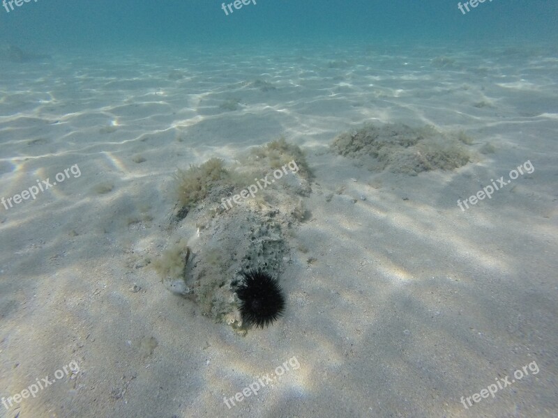 Sea Urchin Croatia Curly Sea Island Of Krk