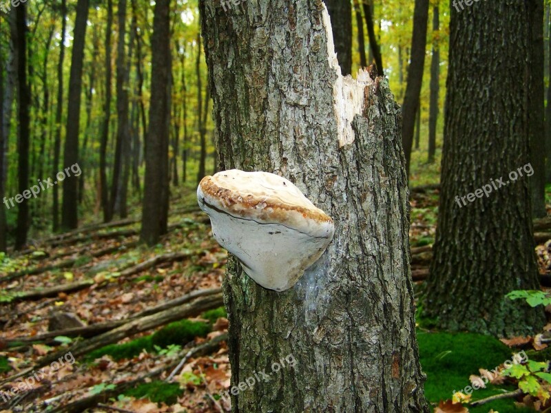 Tinder Fungus Forest Nature Free Photos