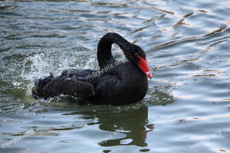 Swan Mourning Swan Black Swan Black Bird