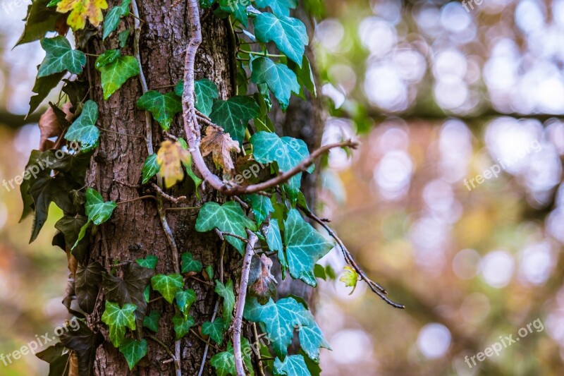 Ivy Light Reflections Autumn Fade Effect Bark