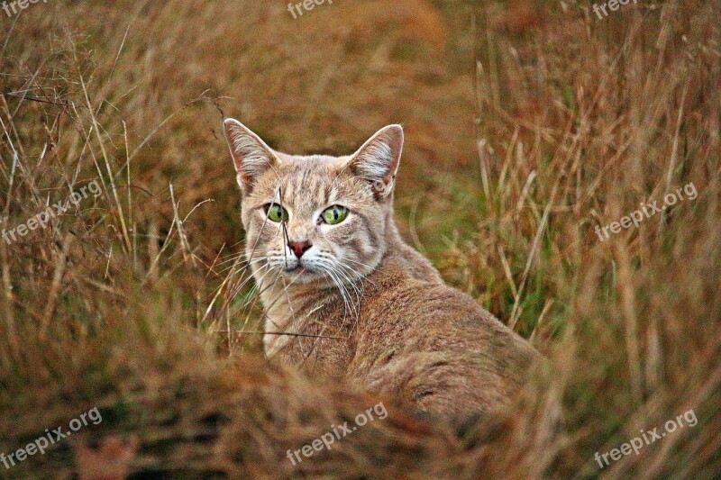 Cat Mieze Mackerel Tiger Cat Breed Cat