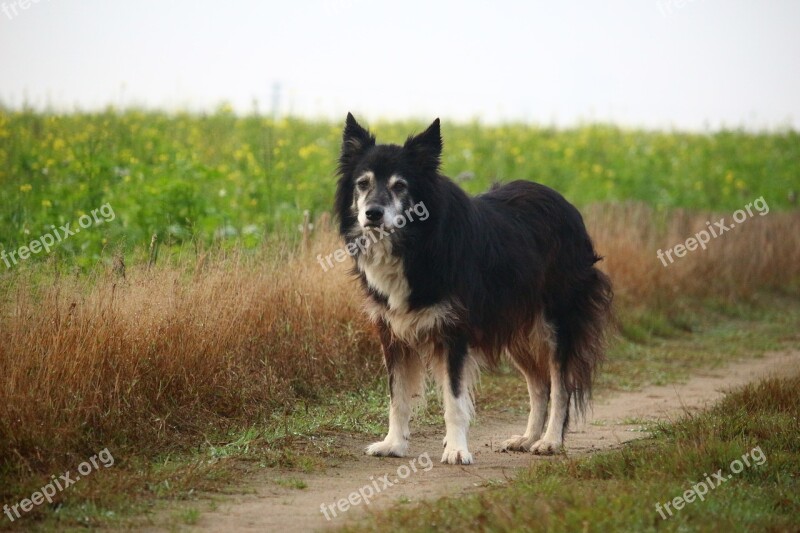 Dog Border Herding Dog Border Collie British Sheepdog