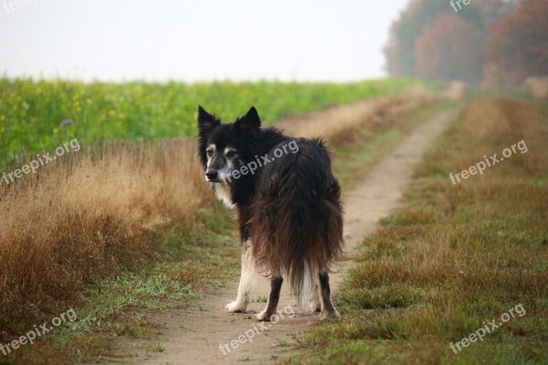 Border Collie Dog Herding Dog Purebred Dog Border