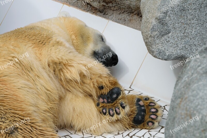 Bear Animal Zoo Polar Mammal