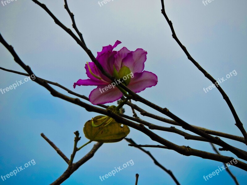 Pink Flower Only One In