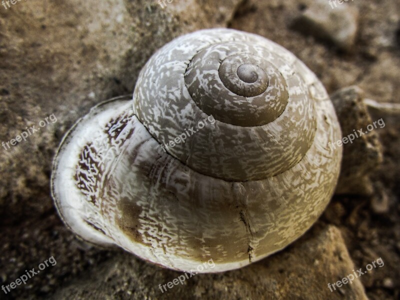 Shell Snail Nature Animal Spiral