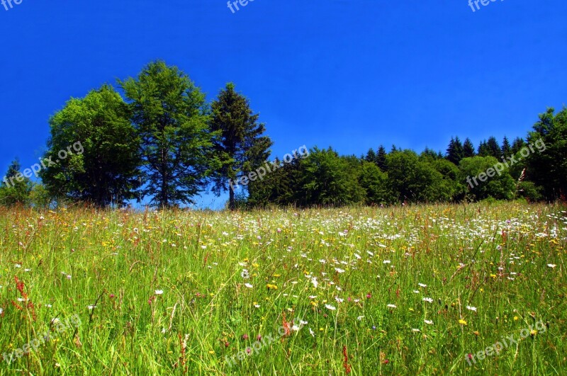 Spring Meadow Flower Meadow Wild Flowers Spring Meadow