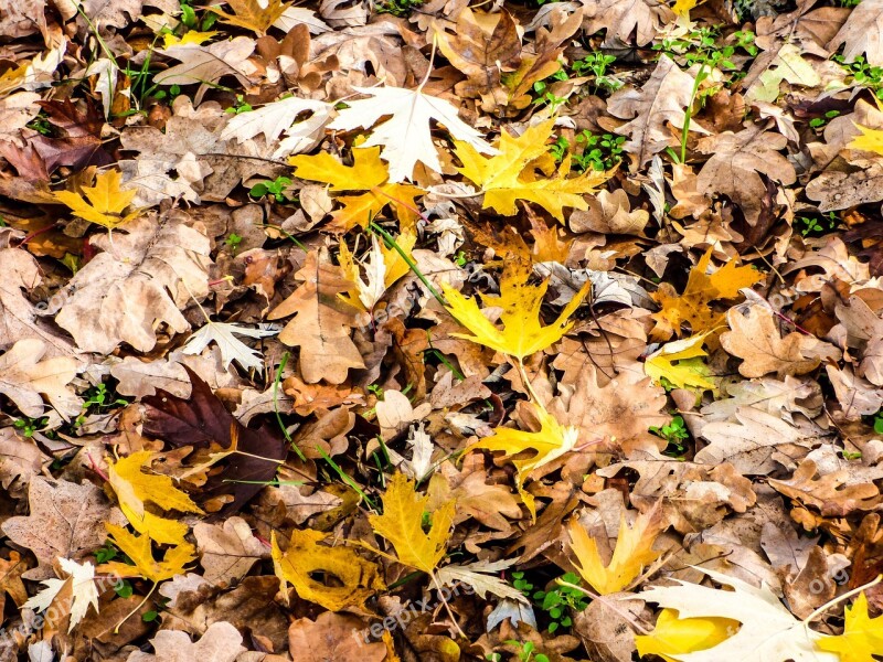 Leaves Avar Autumn Nature Wood