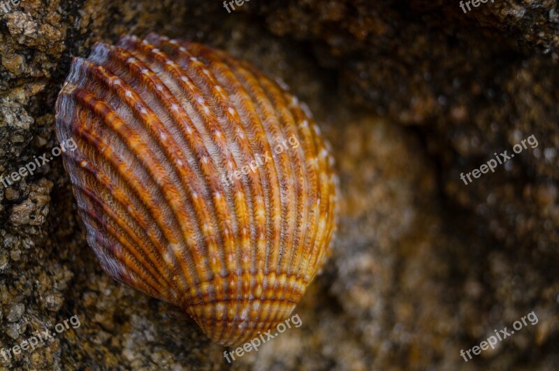 Galicia Shell Stones Beach Fisterra