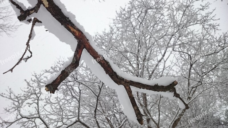 Tree Branch Tree Winter Snow White