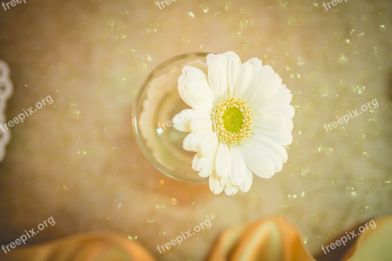 Gerbera Flower Wedding White Free Photos