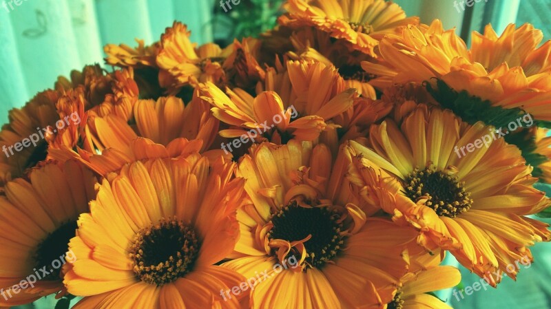 Gerbera Bouquet Flowers Yellow Photo