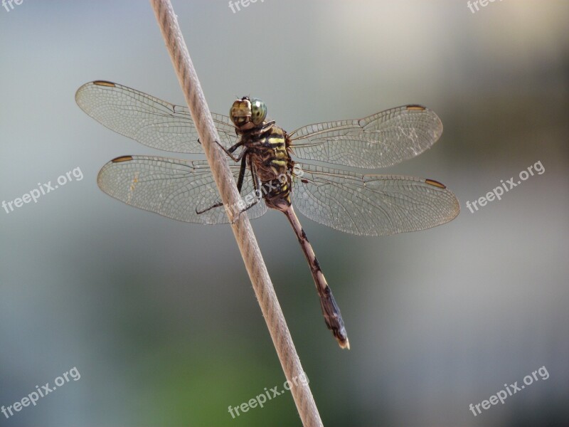 Dragonfly Special Shooting Free Photos