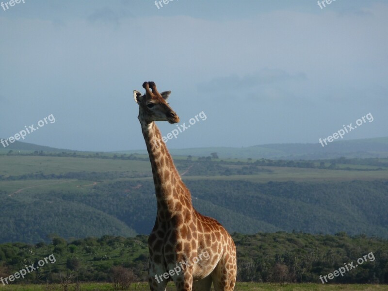 Giraffe Africa Safari Animal Kenya