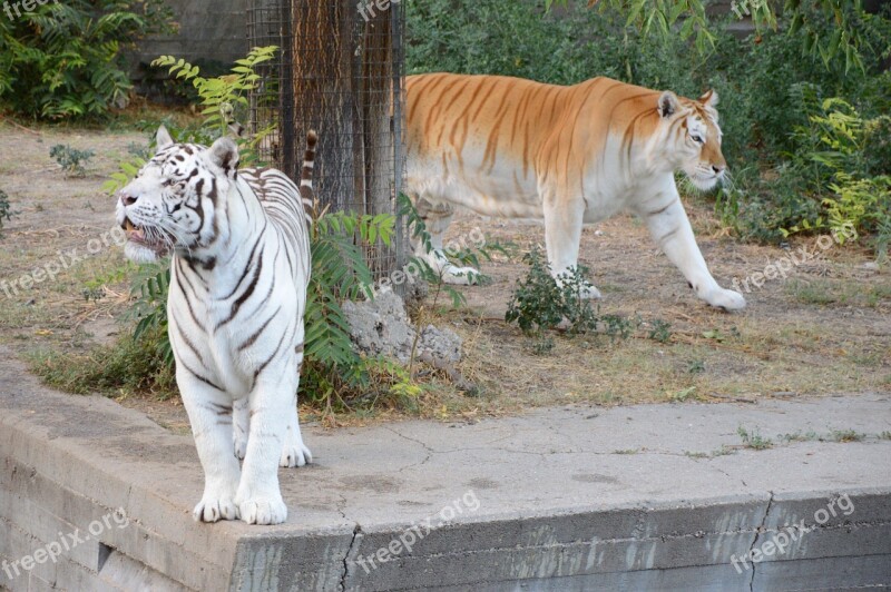 Tiger White Tiger Zoo Carnivorous Animal