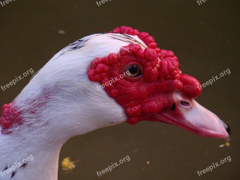 Muscovy Duck Nature Braids Environment Beak