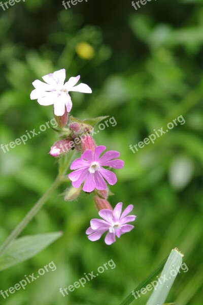 Flowers Nature Pink Wild Flower Plant