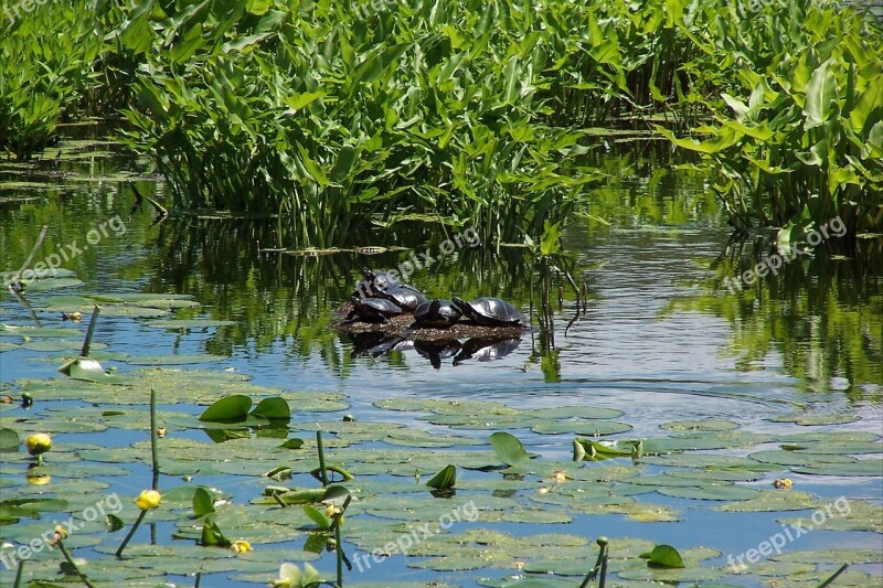 Painted Turtles Marsh Turtle Reptile Nature