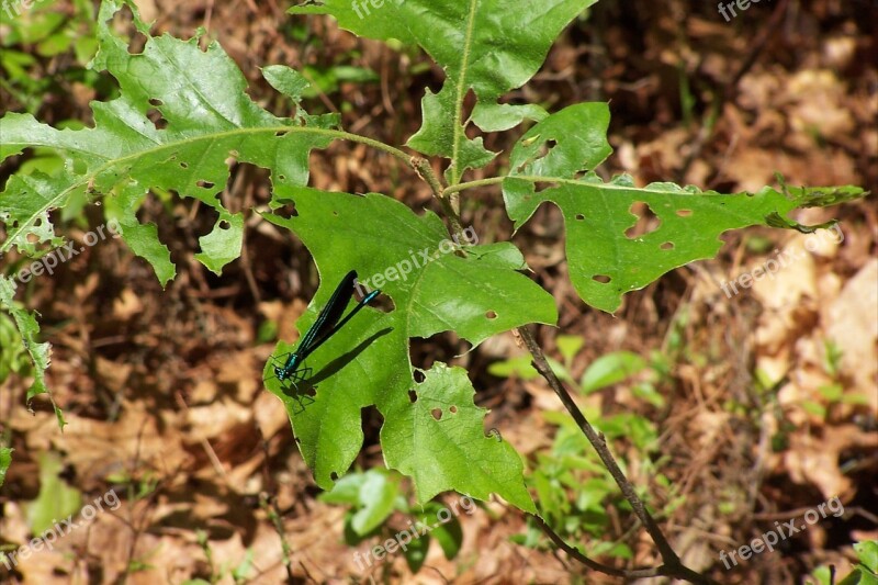 Damselfly Blue Insect Nature Wings