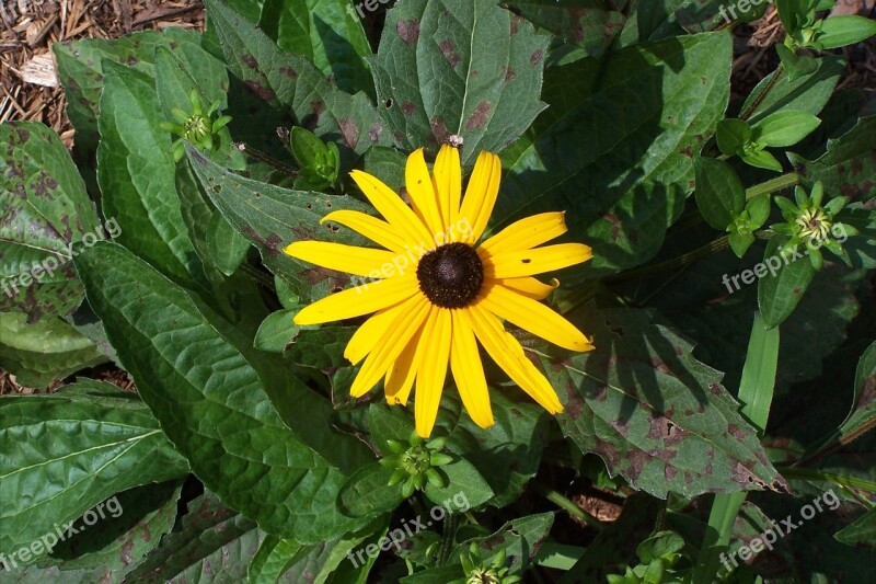 Black-eyed Susan Flower Rudbeckia Blossom Garden