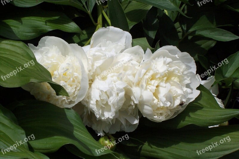 Flower Peony White Flower Blossom White