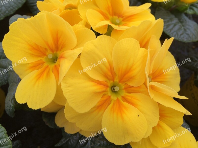 Primrose Yellow Flower Horticulture Yellow Flower