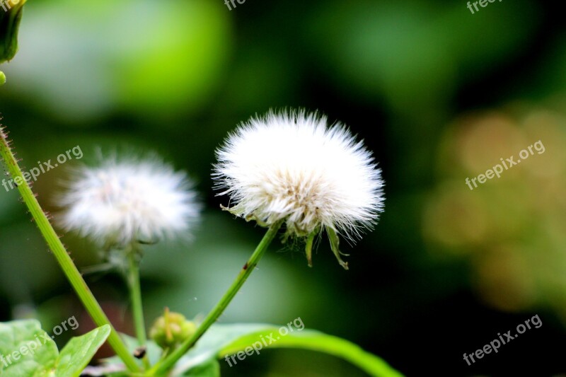 Wind Flower Green Flowers Dandelion Fluffy