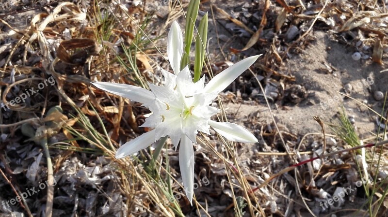 Sardinia Maquis Flowers Flower Free Photos