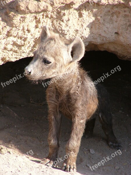 Hyena Baby Curious Taster Free Photos