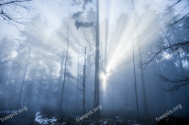 Forest Light Light Beam Mood Trees